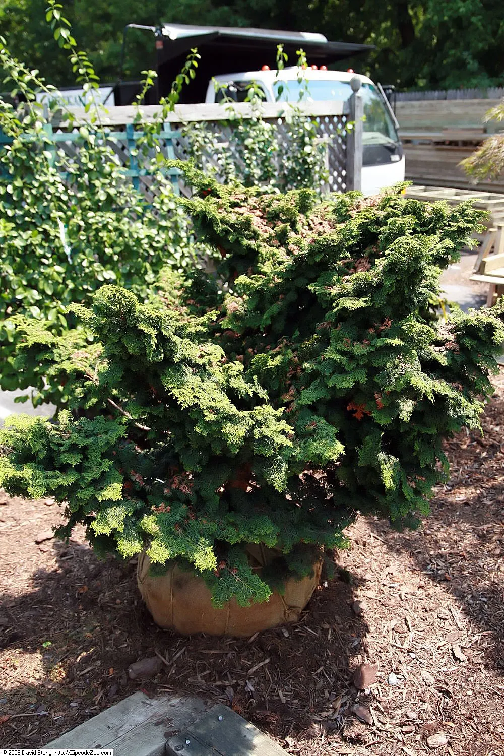 Hinoki Cypress (Chamaecyparis Obtusa 'Kosteri') — The Hinoki Cypress 'Kosteri' is a compact evergreen with a conical form
