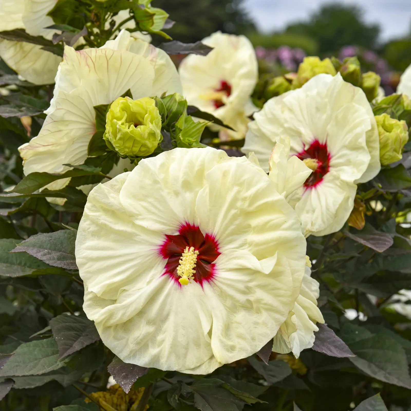 'Coconut Cream' Rose Mallow (Hibiscus hybrid) — Hibiscus hybrid 'Coconut Cream' is a mounded perennial with creamy-yellow blooms and deep green foliage
