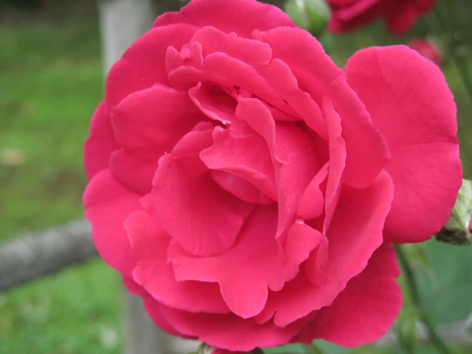 Climbing Hybrid Tea Rose (Rosa 'Climbing Blaze') — Rosa 'Climbing Blaze' is a vigorous climber, showcasing profuse, vibrant red blooms