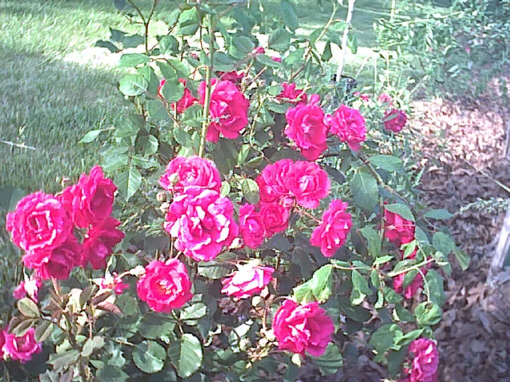 Climbing Hybrid Tea Rose (Rosa 'Climbing Blaze') — adding both height and color to any garden design