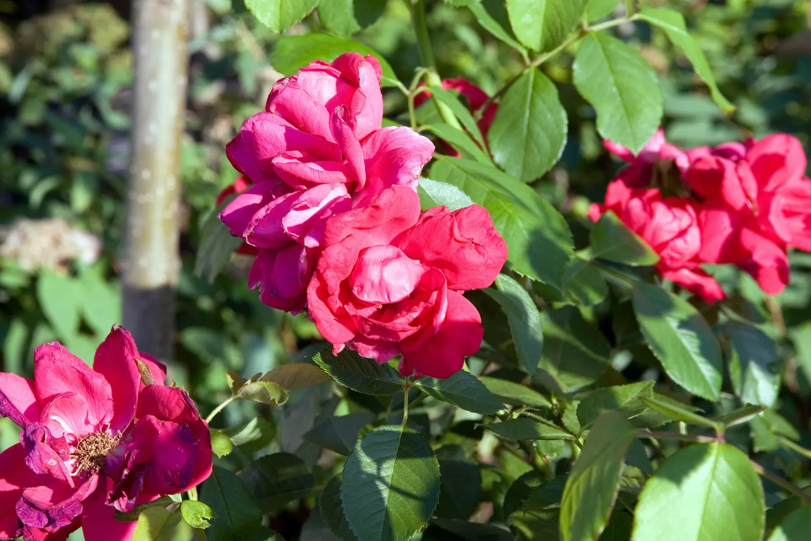 Climbing Hybrid Tea Rose (Rosa 'Climbing Blaze') — high-centered form synonymous with tea roses