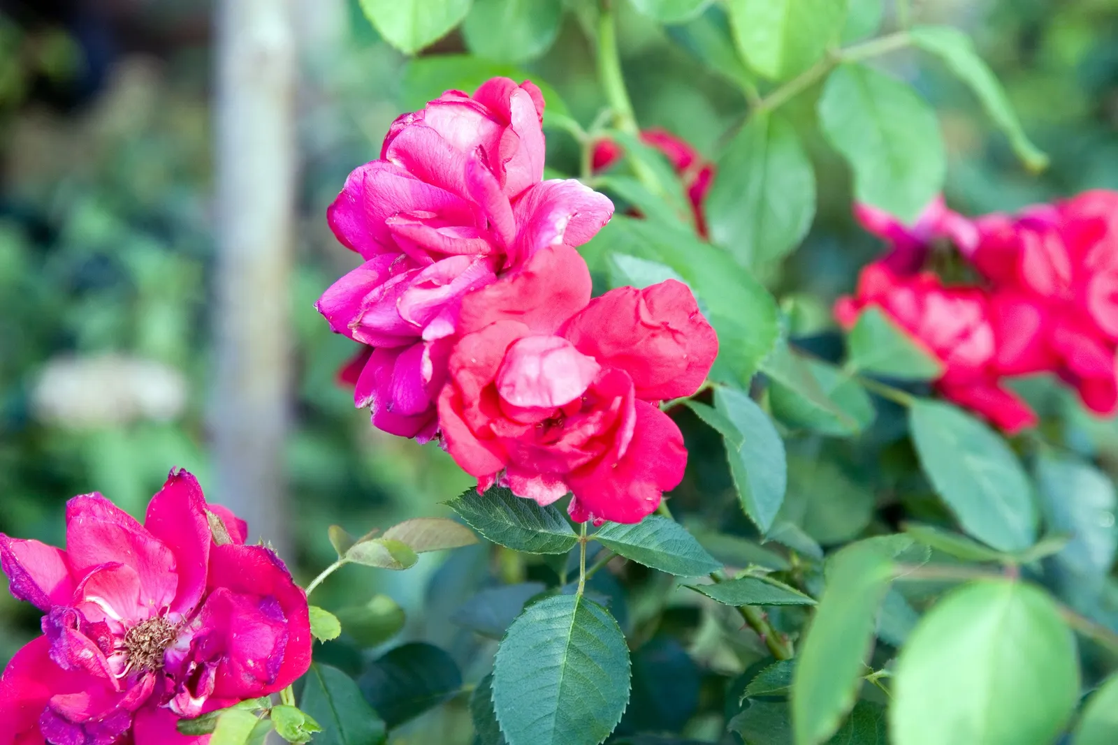 Climbing Hybrid Tea Rose (Rosa 'Climbing Blaze') — measuring roughly 3 to 4 inches across