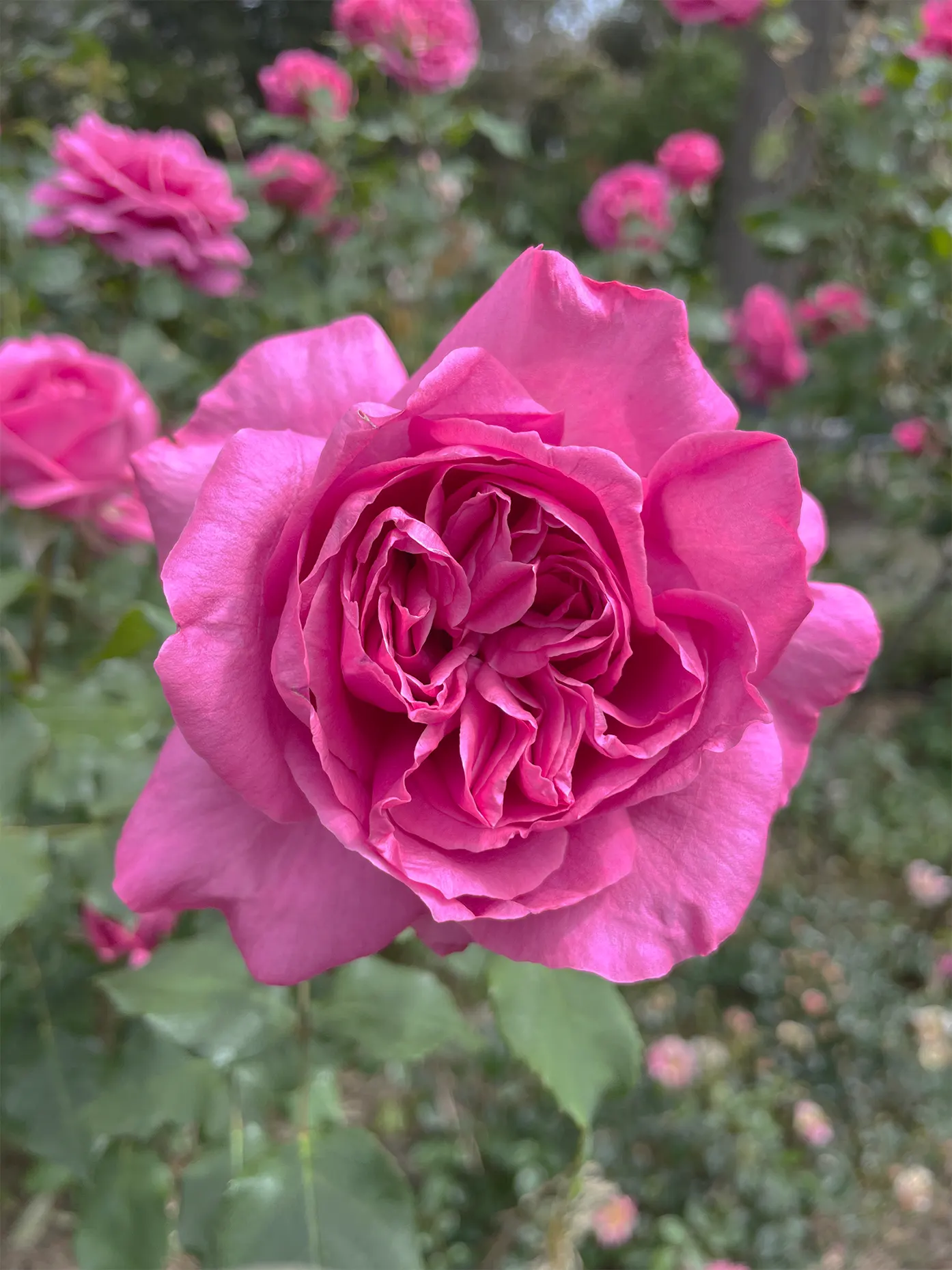 Climbing Hybrid Tea Rose (Rosa 'Climbing Blaze') — Prefers full sun and well-drained soil