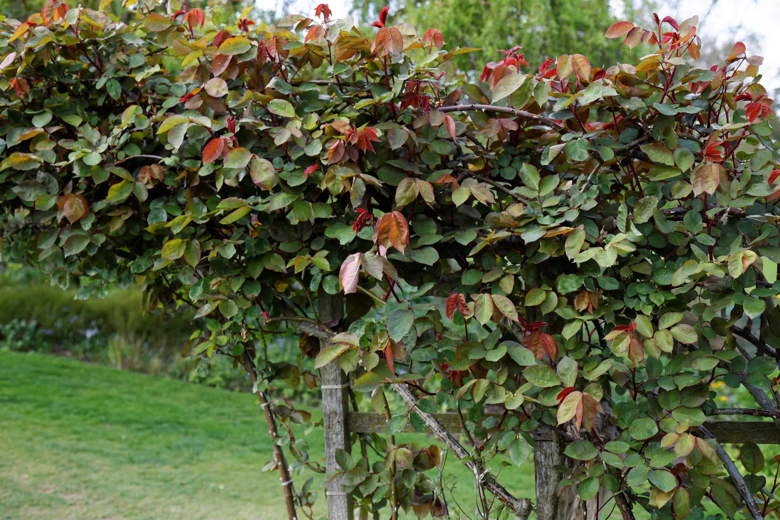Climbing Hybrid Tea Rose (Rosa 'Climbing Blaze') — At maturity, it reaches up to 10-15 feet tall with a 3-4 foot spread