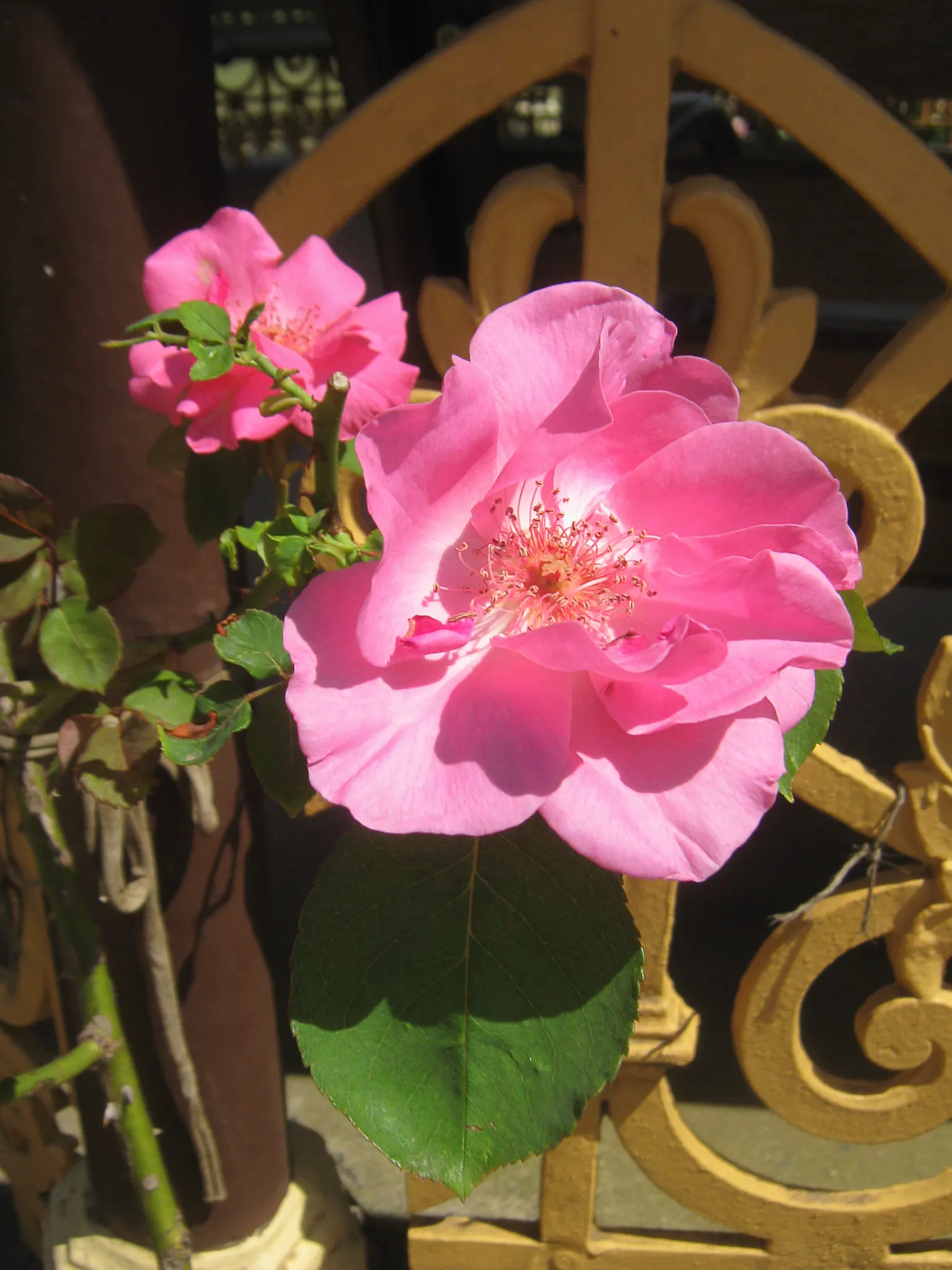 Climbing Hybrid Tea Rose (Rosa 'Climbing Blaze') — Its repeat blooms and hardiness make it an excellent choice for trellises