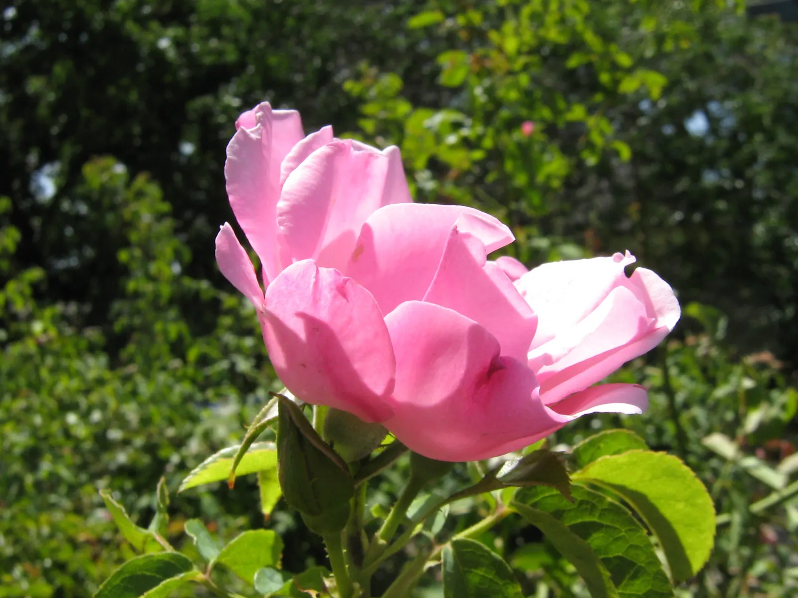 Climbing Hybrid Tea Rose (Rosa 'Climbing Blaze') — Flowers appear from late spring through fall, delivering a continuous display