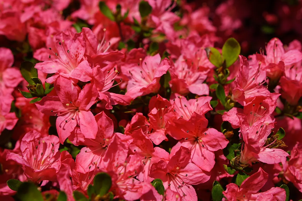 Red Azalea (Rhododendron) — A well-draining, acidic soil with a pH between 4.5 to 6.0 is ideal
