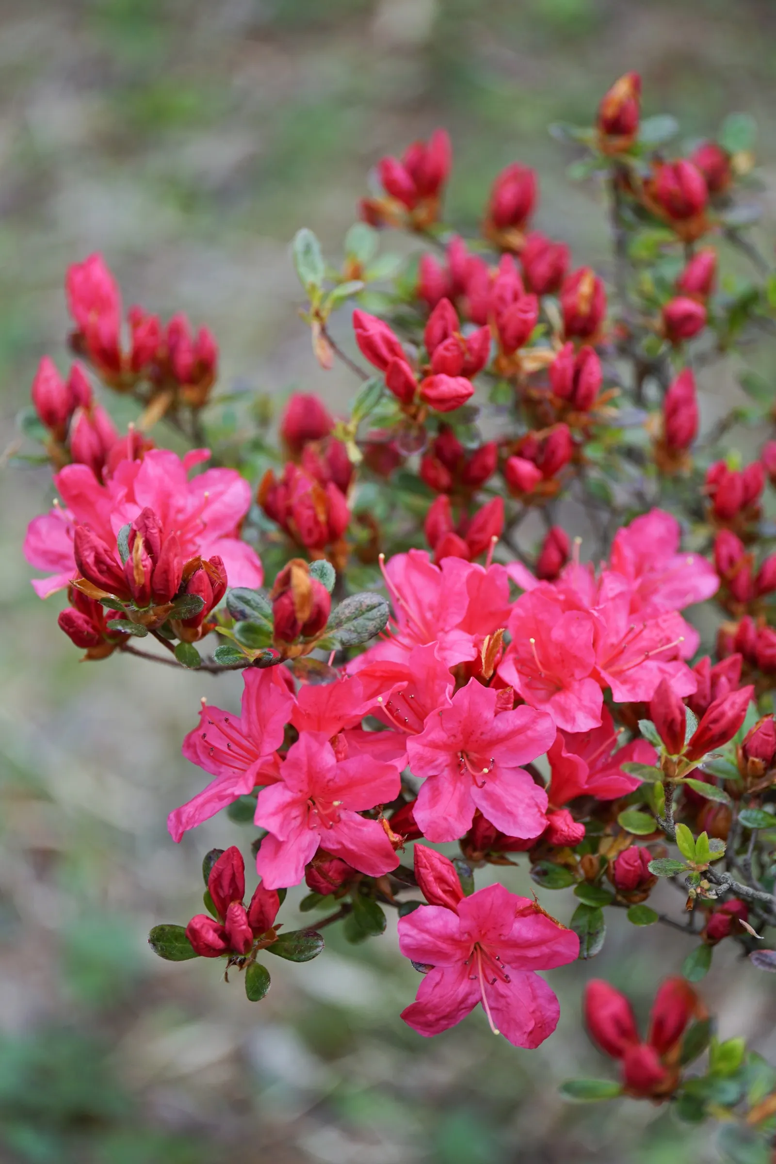 Red Azalea (Rhododendron) — shrub with red blooms