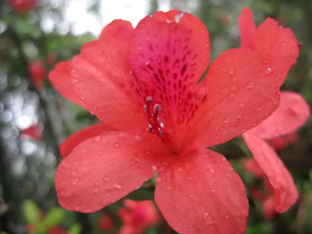 Red Azalea (Rhododendron) — Blooming in spring, they require minimal pruning post-floral display; red flowers in the garden, image 58