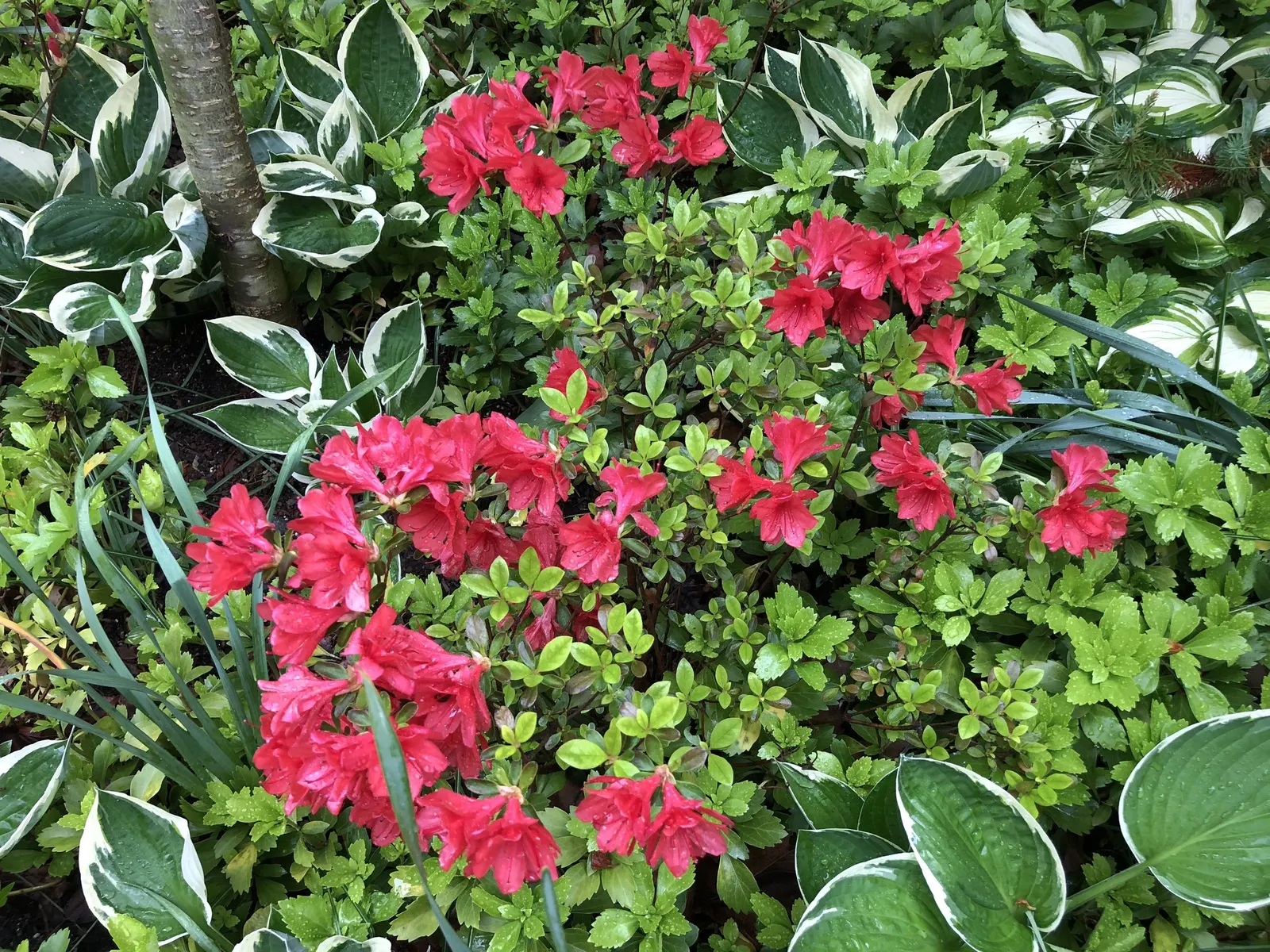 Red Azalea (Rhododendron) — Red Azaleas can attain a height of 2 to 8 feet with a corresponding spread