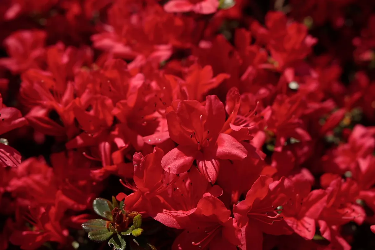 Red Azalea (Rhododendron) — These evergreen shrubs prefer well-drained, acidic soil; consistent moisture is essential