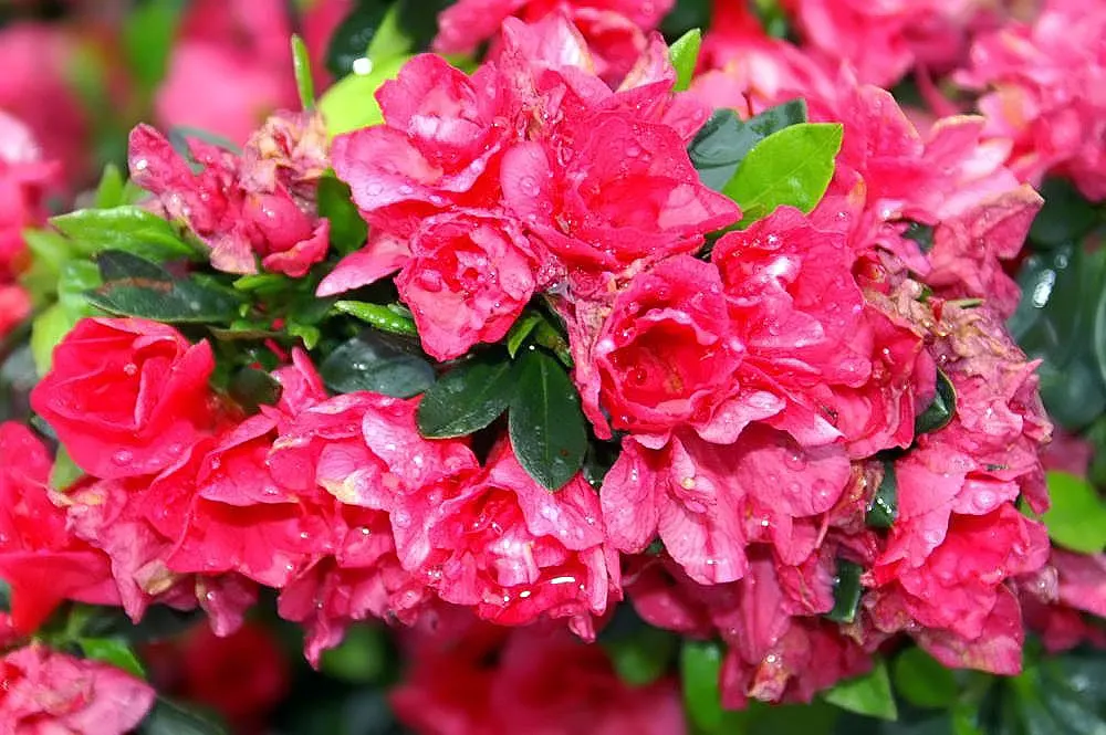 Red Azalea (Rhododendron) — Each trumpet-shaped flower spans up to 2 to 3 inches in diameter