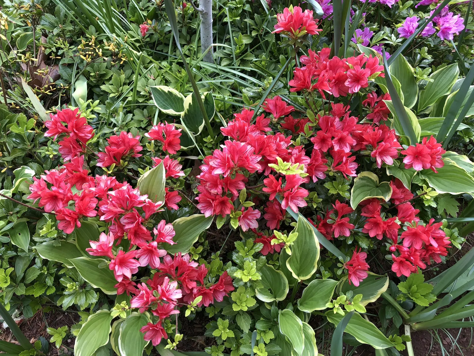 Red Azalea (Rhododendron) — indicating a preference for milder climates; each trumpet-shaped flower spans up to 2 to 3 inches in diameter