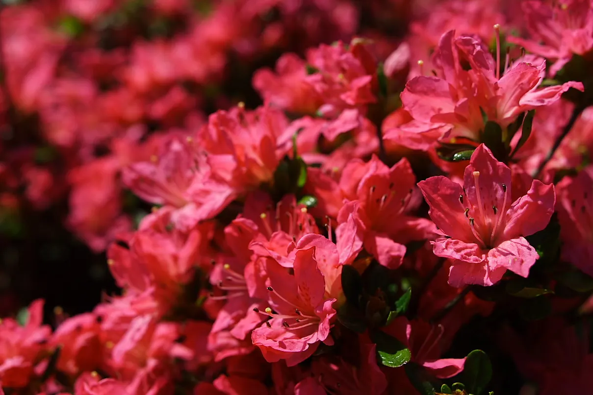 Red Azalea (Rhododendron) — providing a rich backdrop for the blossoms.<br><br>When introducing Red Azaleas into a landscape