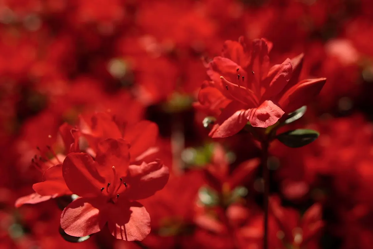 Red Azalea (Rhododendron) — Thriving in partial shade, they typically reach heights of 2-4 feet with a spread of 2-4 feet; indicating a preference, image 56