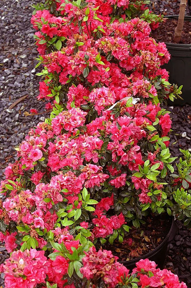 Red Azalea (Rhododendron) — although specific sizes vary among cultivars.<br><br>For best growth