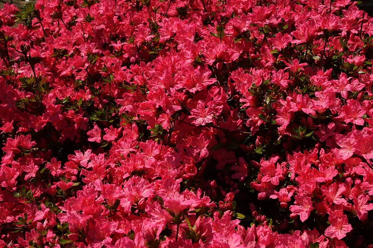 Red Azalea (Rhododendron) — Thriving in partial shade, they typically reach heights of 2-4 feet with a spread of 2-4 feet