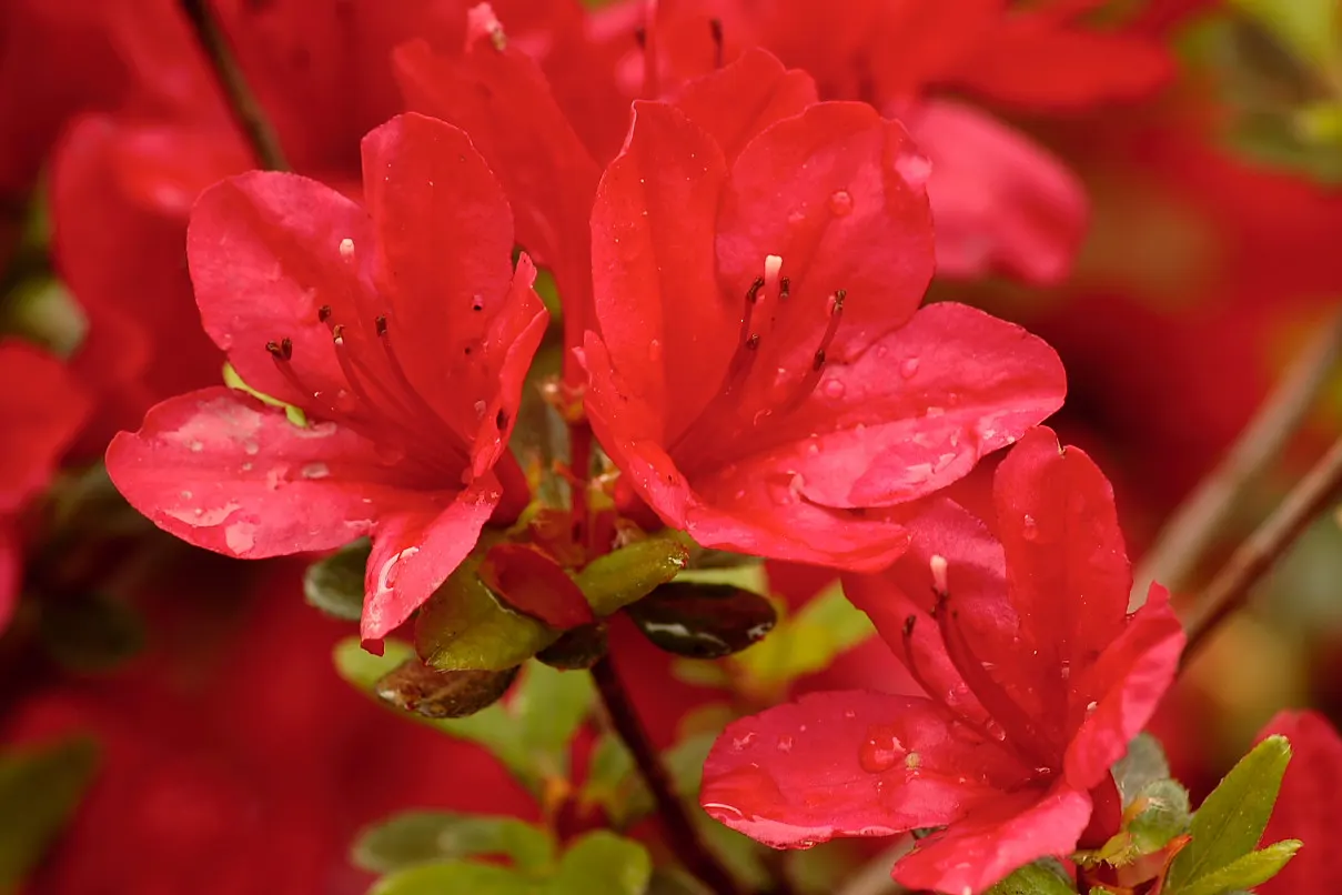 Red Azalea (Rhododendron) — Red Azaleas are excellent for mass plantings or as a vibrant accent in mixed borders, image 32