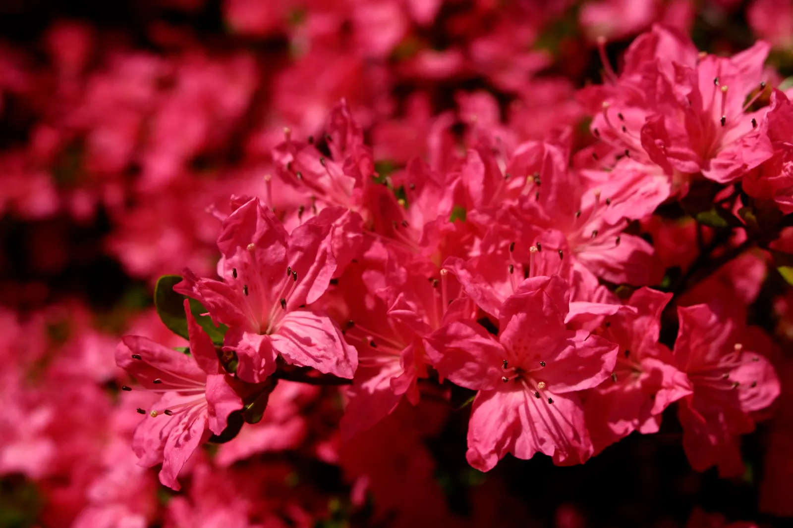 Red Azalea (Rhododendron) — is an exceptional choice to bring a striking burst of color to any landscape design; providing a splash of color to any, image 63