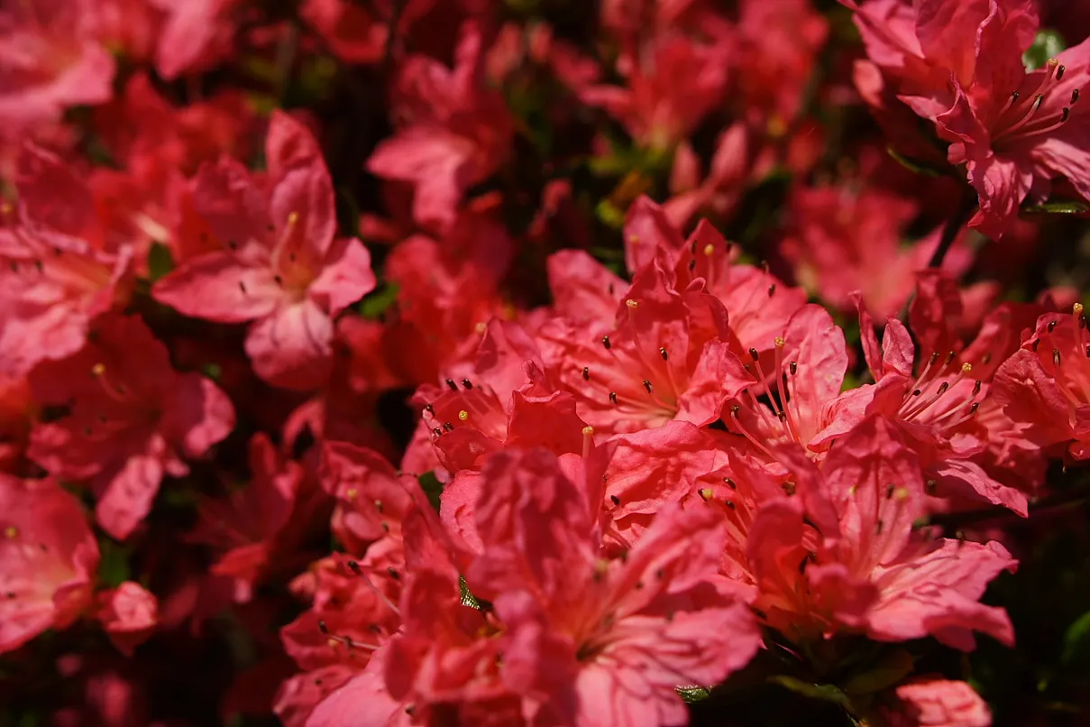 Red Azalea (Rhododendron) — A well-draining, acidic soil with a pH between 4.5 to 6.0 is ideal; red Azaleas (Rhododendron spp.) offer a stunning display with