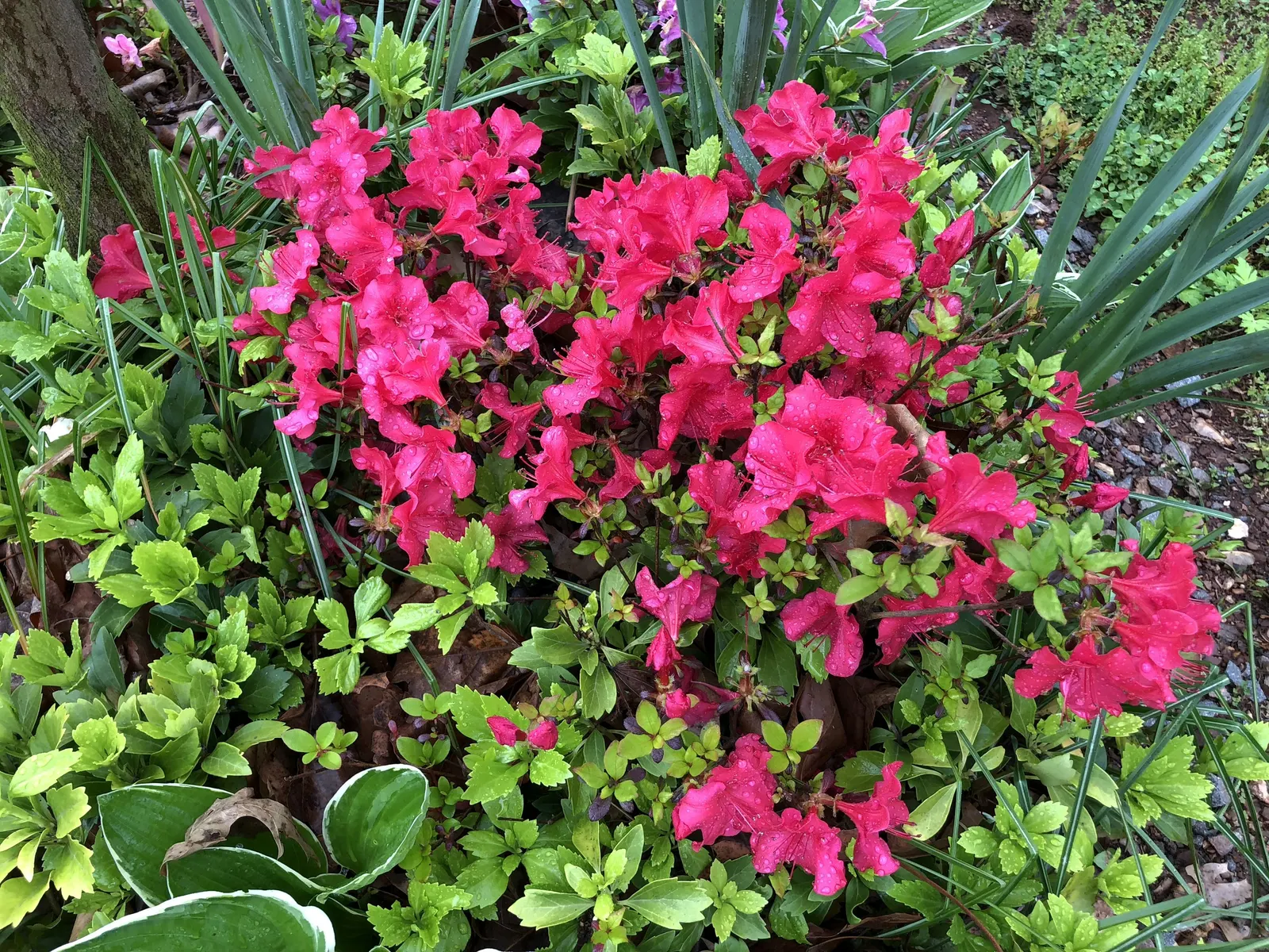Red Azalea (Rhododendron) — providing a splash of color to any landscape