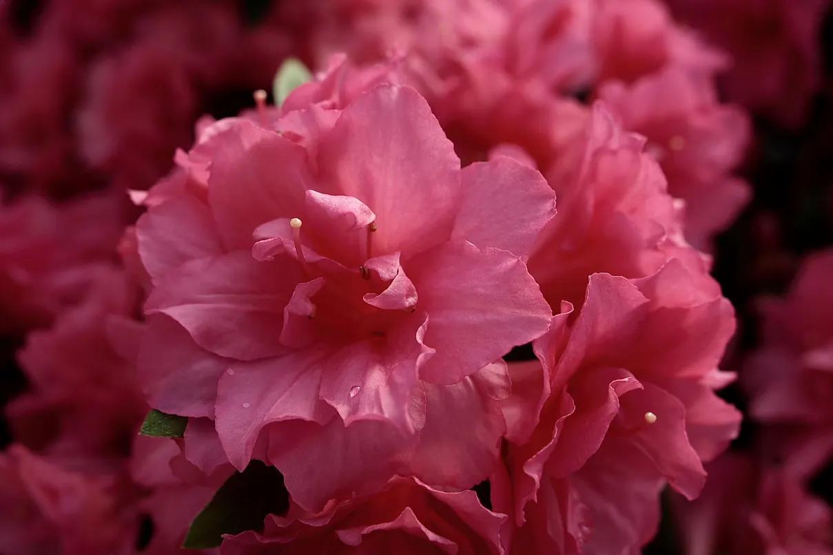 Red Azalea (Rhododendron) — Thriving in partial shade, they typically reach heights of 2-4 feet with a spread of 2-4 feet; indicating a preference for milder