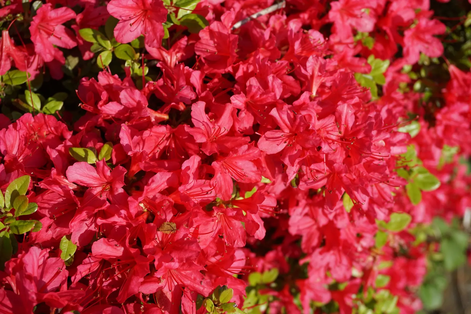 Red Azalea (Rhododendron) — These evergreen shrubs prefer well-drained, acidic soil; consistent moisture is essential, image 57