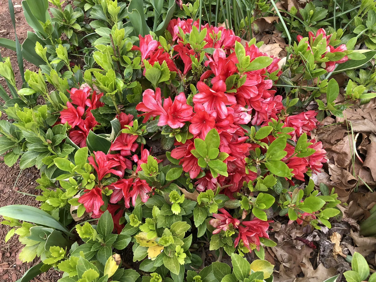 Red Azalea (Rhododendron) — although specific sizes vary among cultivars.<br><br>For best growth; the Red Azalea (Rhododendron spp.), image 67