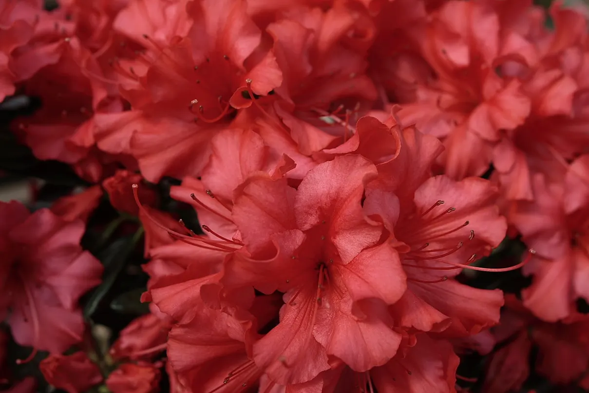 Red Azalea (Rhododendron) — Blooming in spring, they require minimal pruning post-floral display; red flowers in the garden