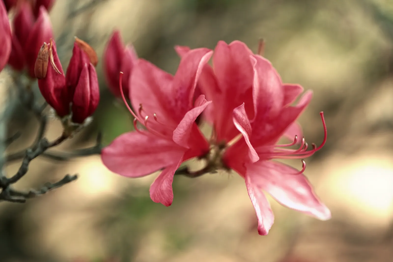 Red Azalea (Rhododendron) — Each trumpet-shaped flower spans up to 2 to 3 inches in diameter; thriving in partial shade, they typically reach heights of 2-4