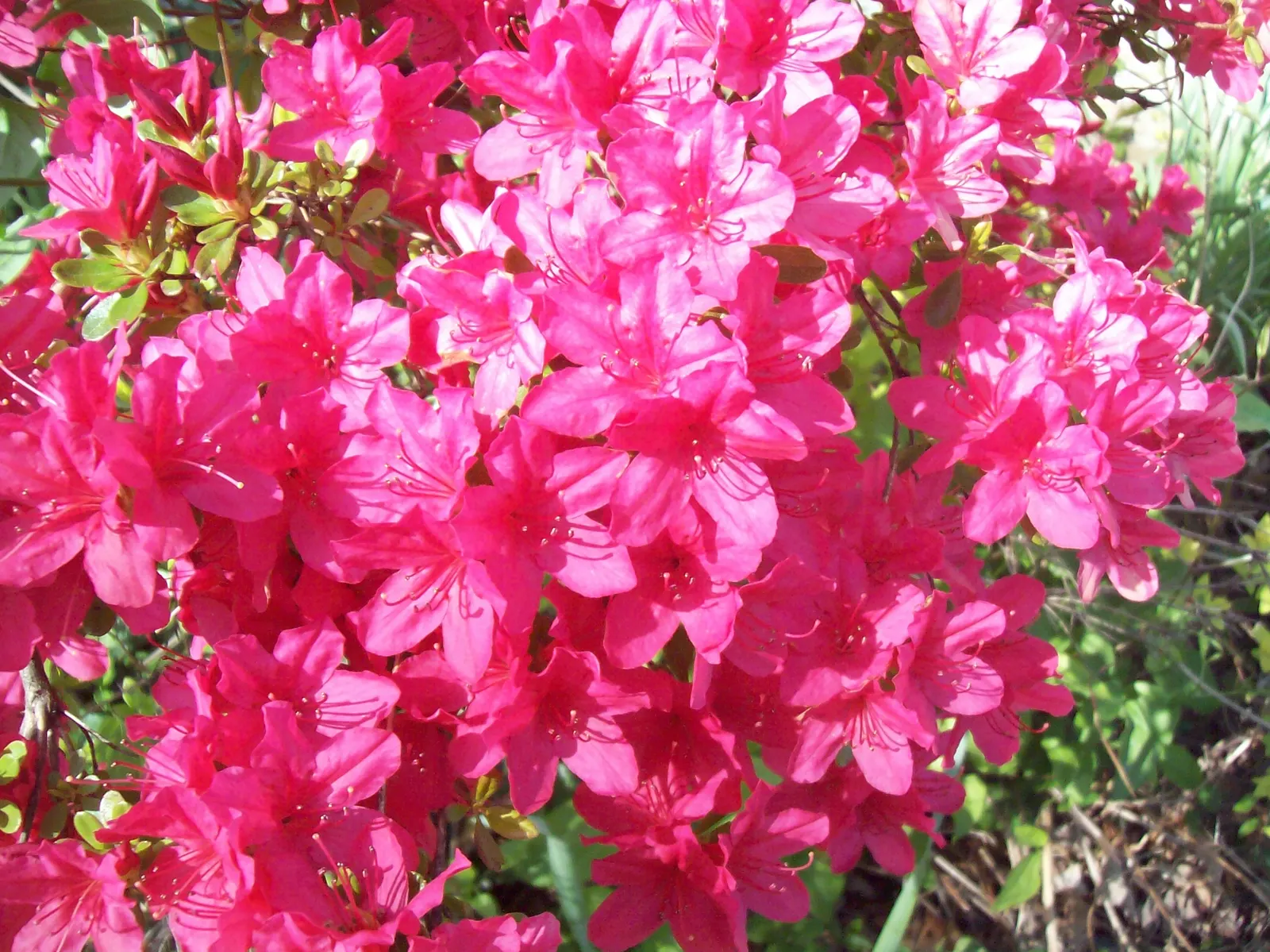 Red Azalea (Rhododendron) — although specific sizes vary among cultivars.<br><br>For best growth; the Red Azalea (Rhododendron spp.)