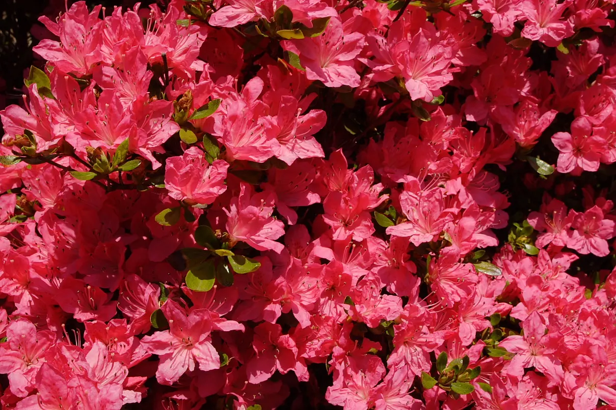 Red Azalea (Rhododendron) — Red Azaleas can attain a height of 2 to 8 feet with a corresponding spread; shrub for full or half or shade, image 66