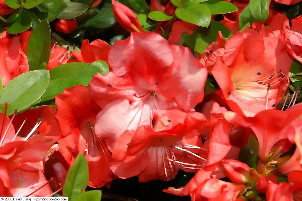 Red Azalea (Rhododendron) — Red Azaleas (Rhododendron spp.) offer a stunning display with their vivid red, trumpet-shaped flowers; blooming in, image 55