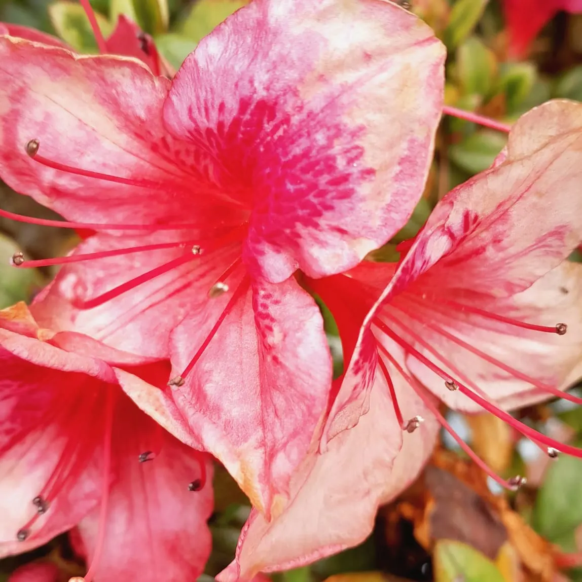 Red Azalea (Rhododendron) — Their impactful color and modest size make them ideal for accent planting or mass grouping, image 50