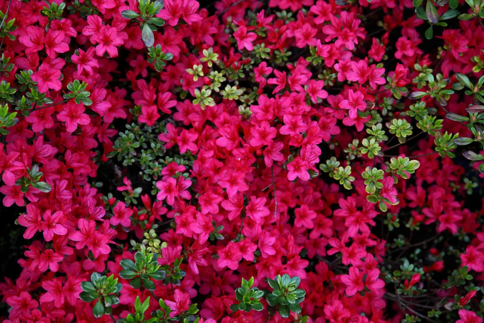 Red Azalea (Rhododendron) — Blooming in spring, they require minimal pruning post-floral display