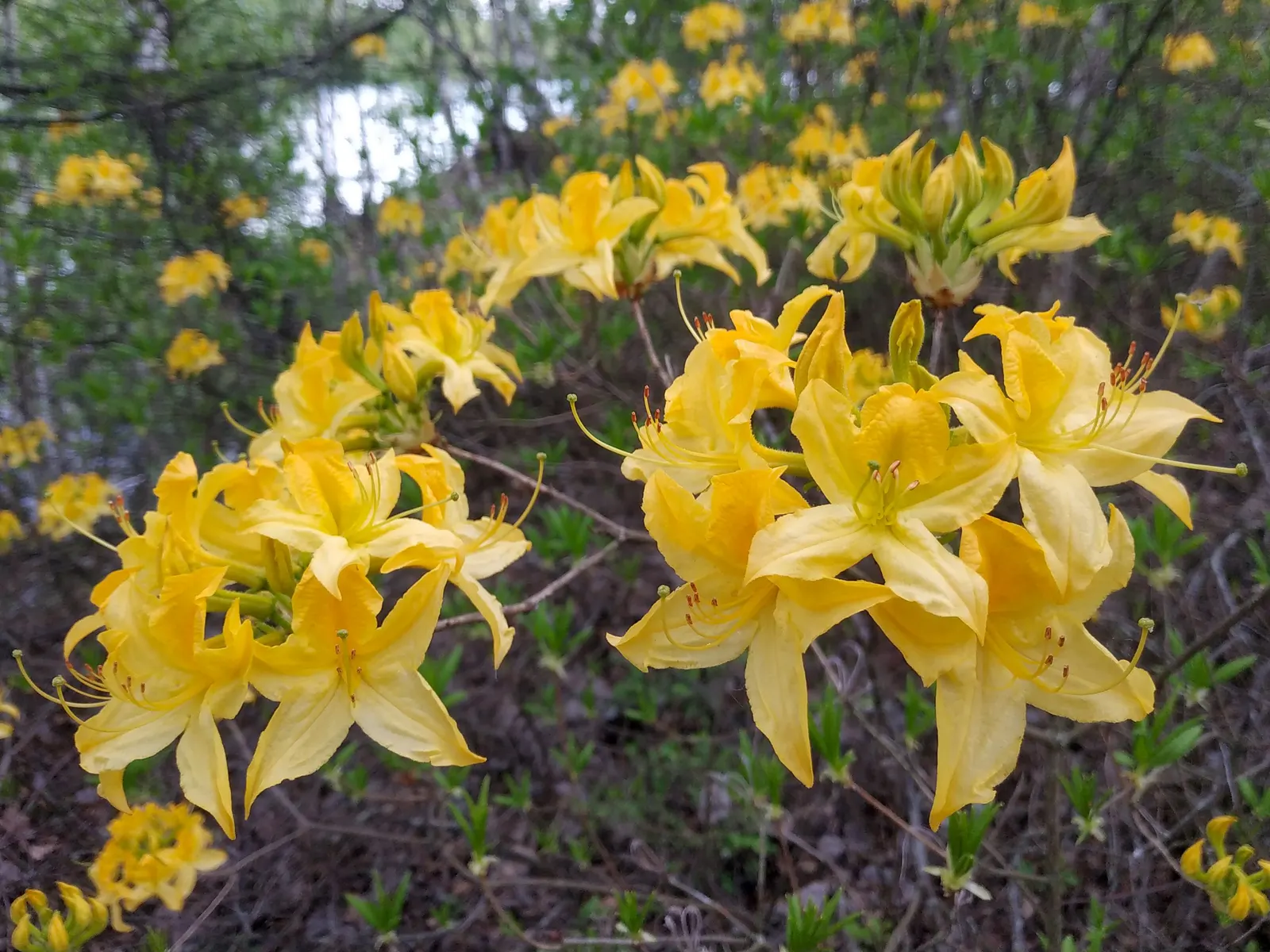 Red Azalea (Rhododendron) — The Red Azalea (Rhododendron spp.); with some varieties re-blooming throughout the summer and fall