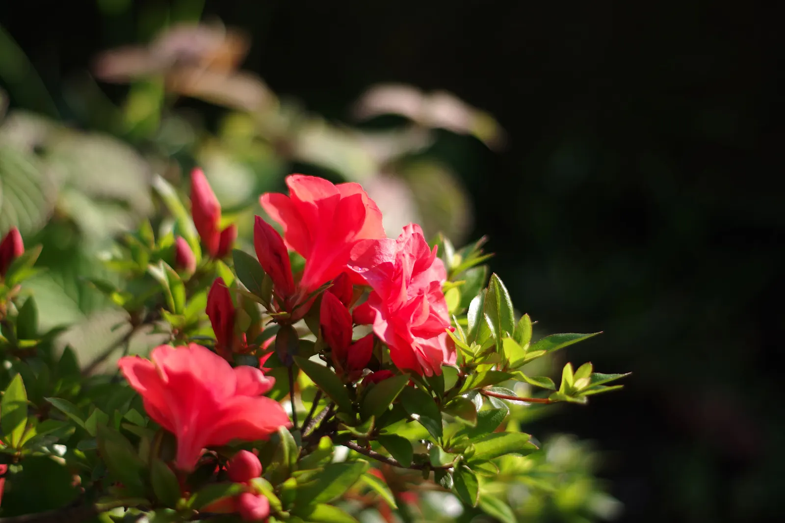 Red Azalea (Rhododendron) — plant Red Azaleas in an area that receives partial to full shade; intense sunlight can scorch the leaves, image 68