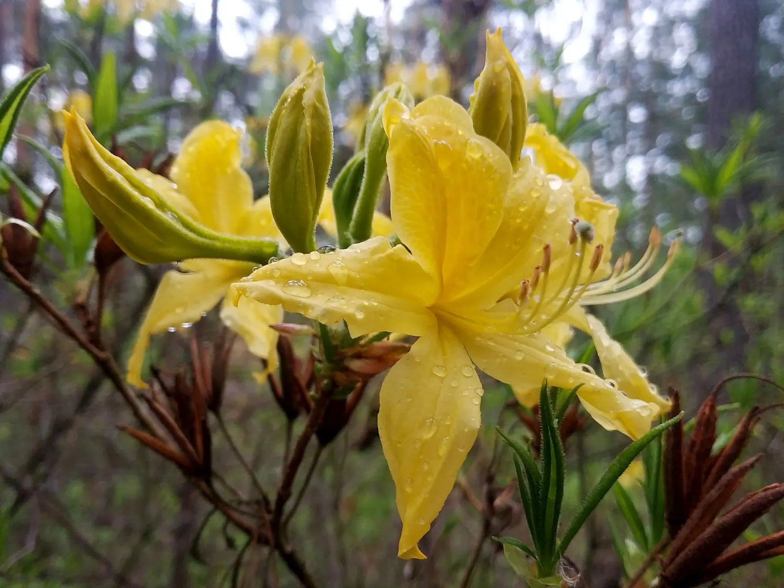 Red Azalea (Rhododendron) — is an exceptional choice to bring a striking burst of color to any landscape design; providing a splash of color to any landscape