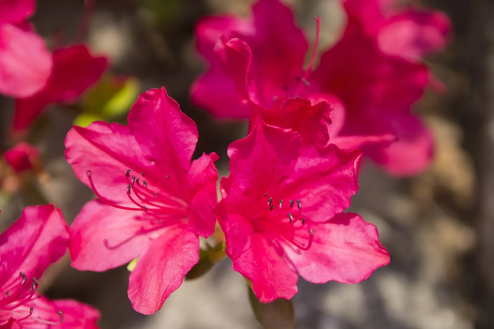 Red Azalea (Rhododendron) — Red Azaleas are excellent for mass plantings or as a vibrant accent in mixed borders