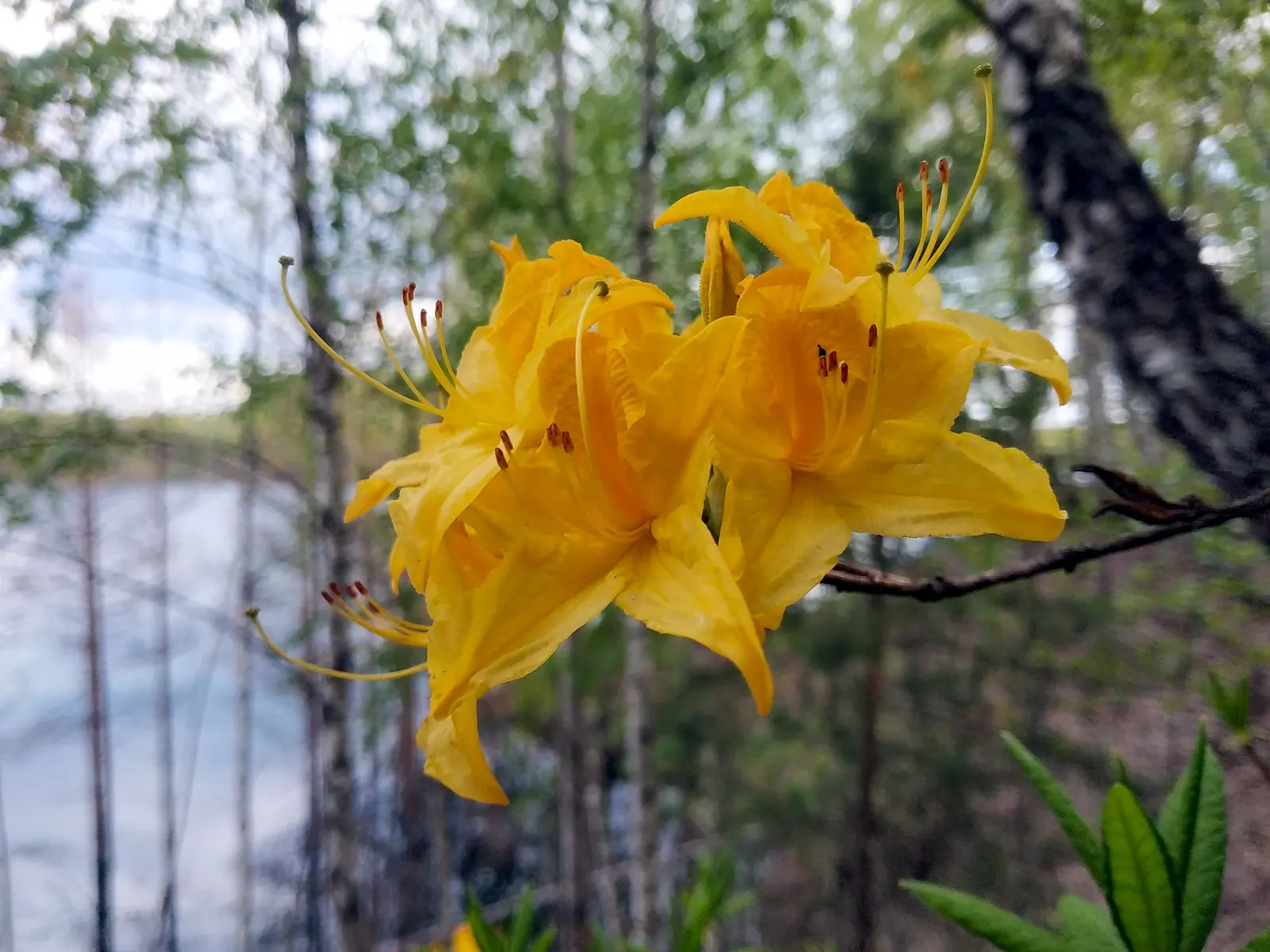 Red Azalea (Rhododendron) — Foliage coloring ranges from bright green to a deep; is an exceptional choice to bring a striking burst of color to any landscape