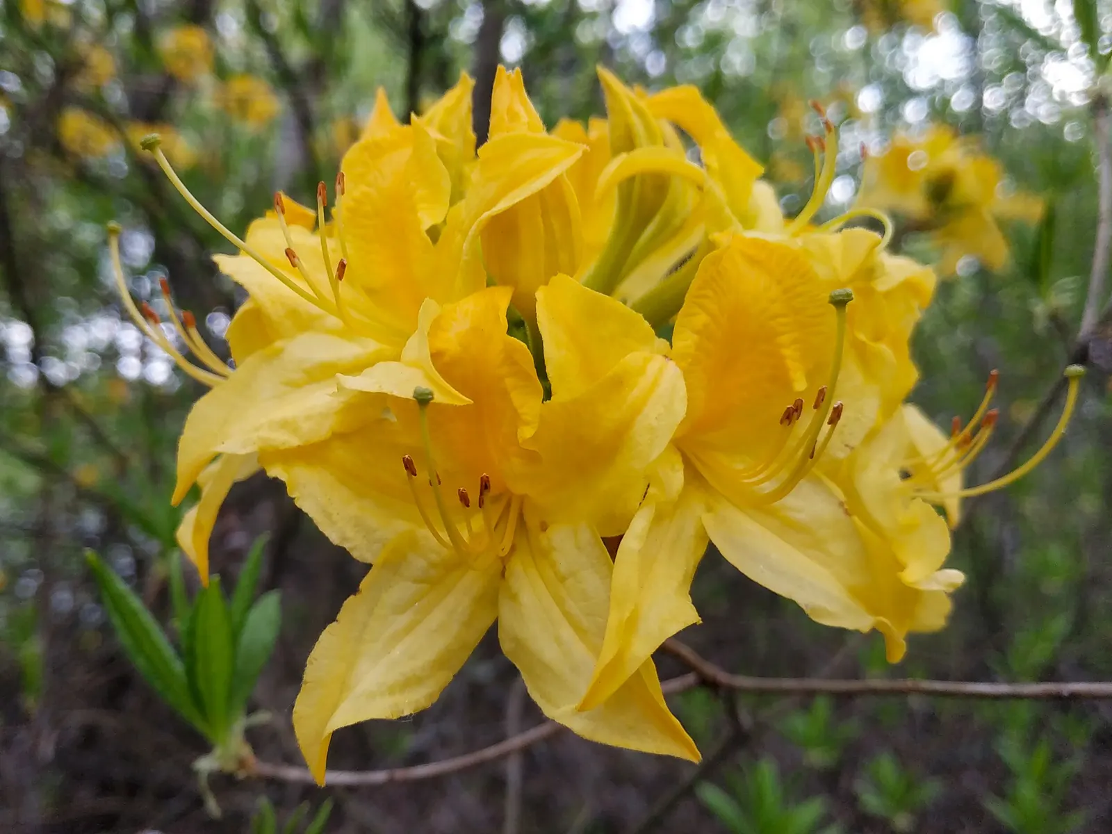 Red Azalea (Rhododendron) — with some varieties re-blooming throughout the summer and fall; providing a rich backdrop for the blossoms.<br><br>When introducing