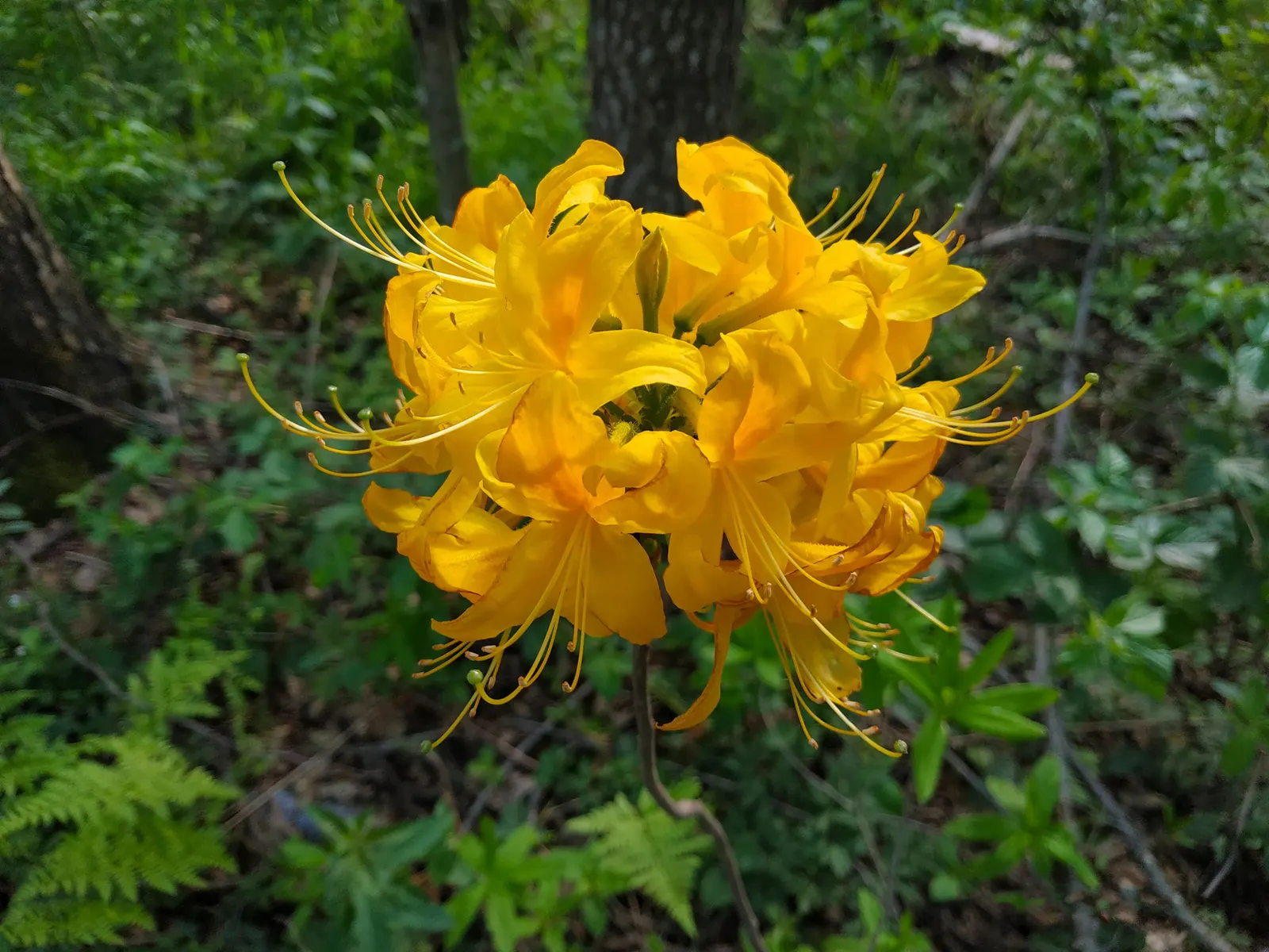 Red Azalea (Rhododendron) — Consistent moisture is essential