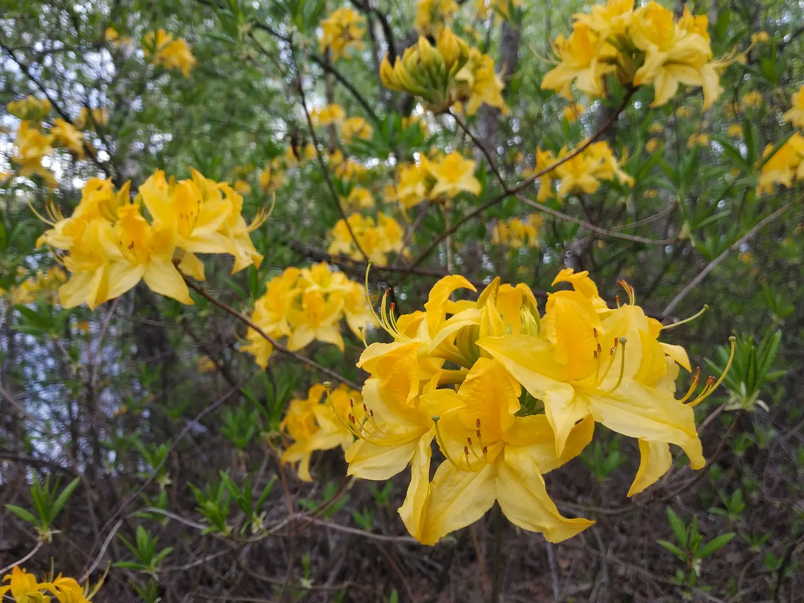 Red Azalea (Rhododendron) — These evergreen shrubs prefer well-drained, acidic soil