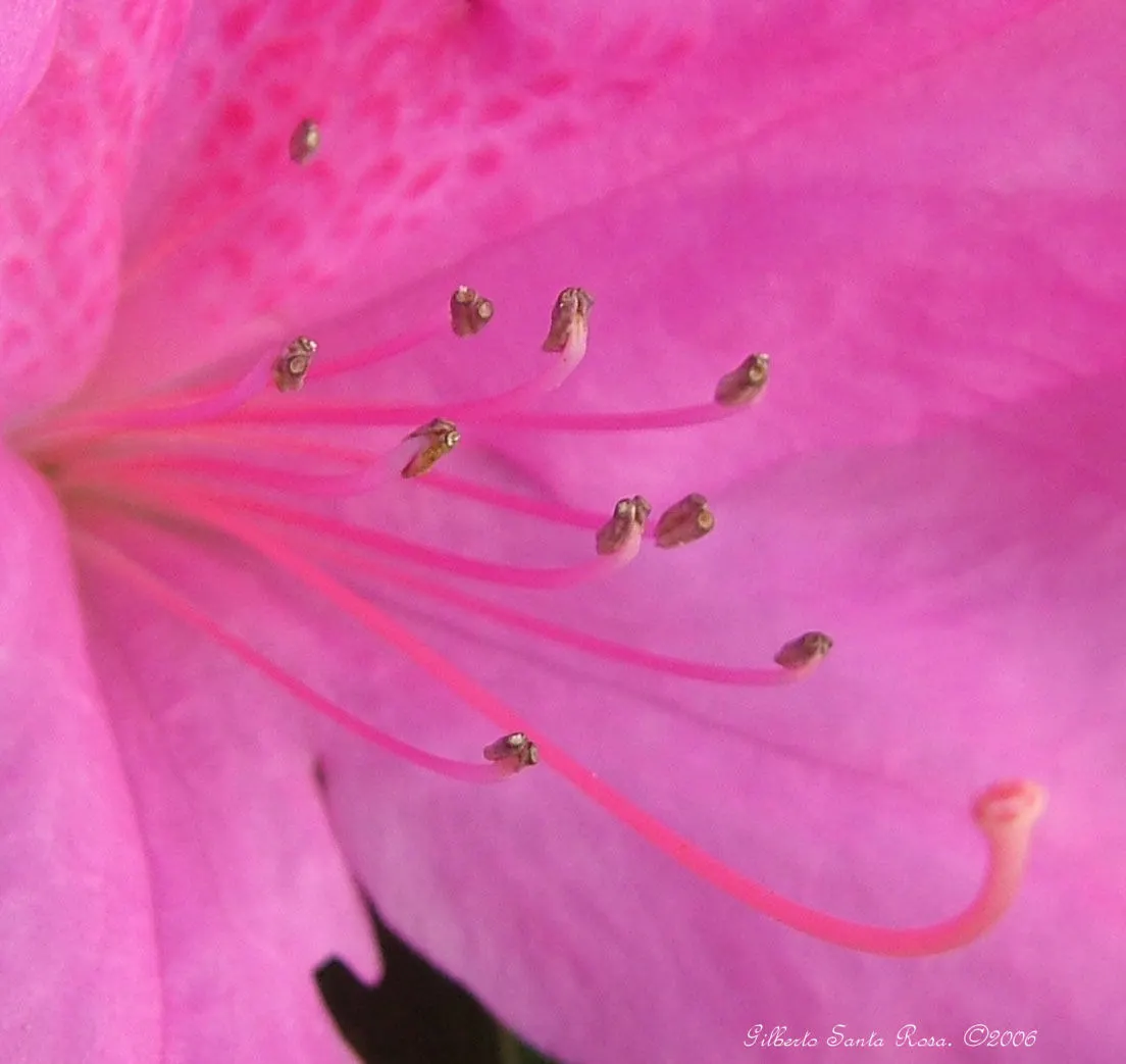 Red Azalea (Rhododendron) — This deciduous or evergreen shrub typically flourishes in USDA hardiness zones 6 through 8; although specific sizes, image 64