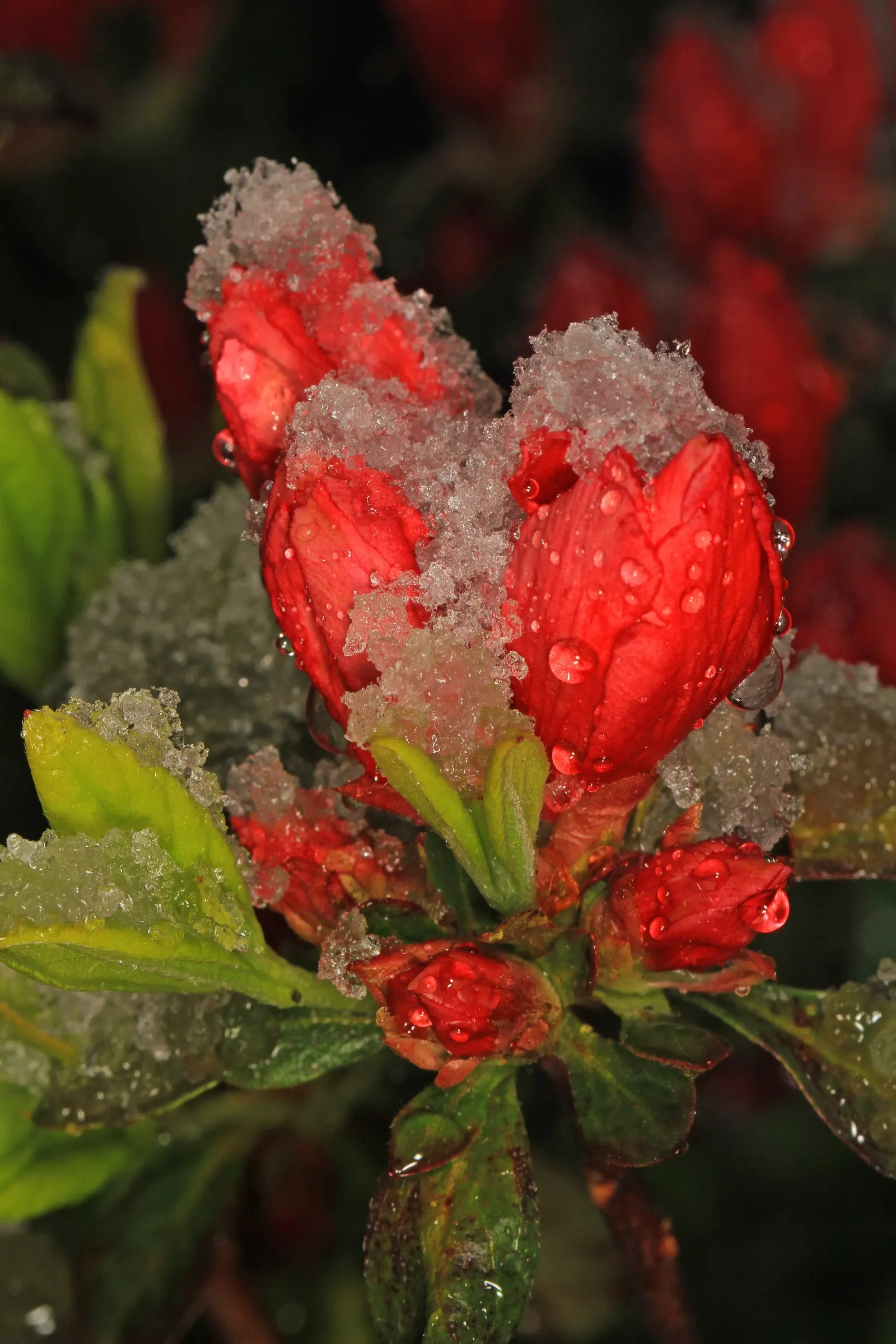 Red Azalea (Rhododendron) — indicating a preference for milder climates