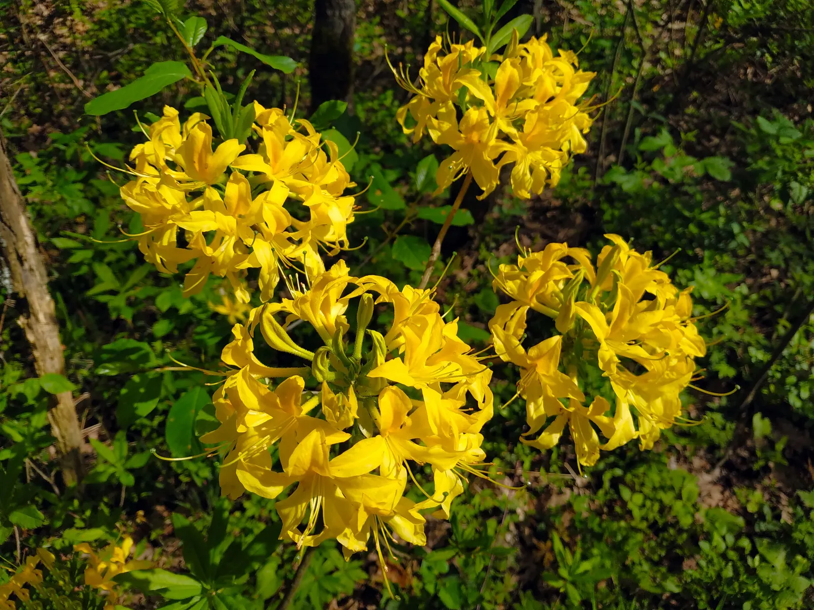 Red Azalea (Rhododendron) — red flowers in the garden; this deciduous or evergreen shrub typically flourishes in USDA hardiness zones 6 through 8