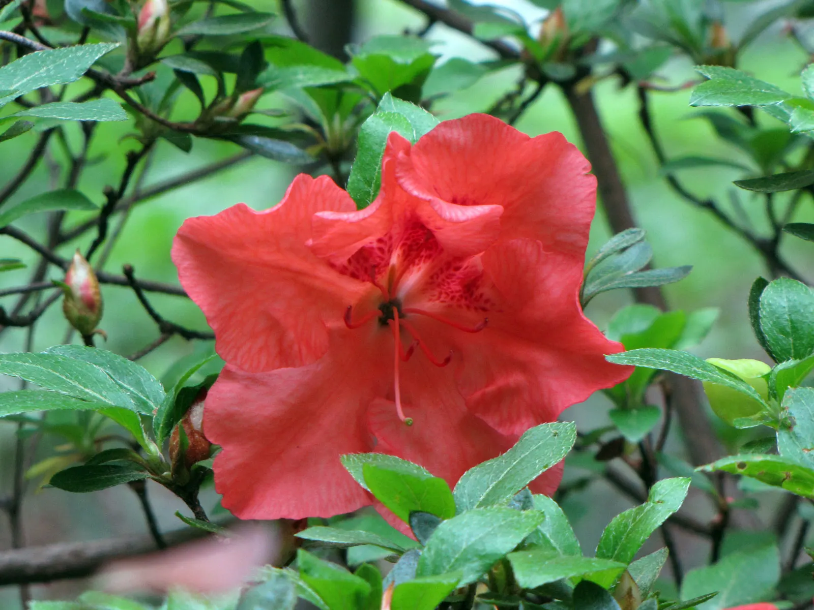 Red Azalea (Rhododendron) — Red Azaleas offer a lively and alluring addition fit for residential or commercial gardens alike; these evergreen shrubs prefer