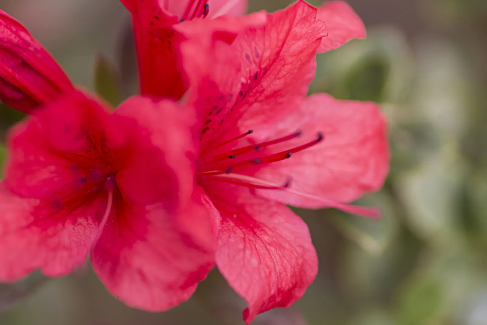 Red Azalea (Rhododendron) — This deciduous or evergreen shrub typically flourishes in USDA hardiness zones 6 through 8
