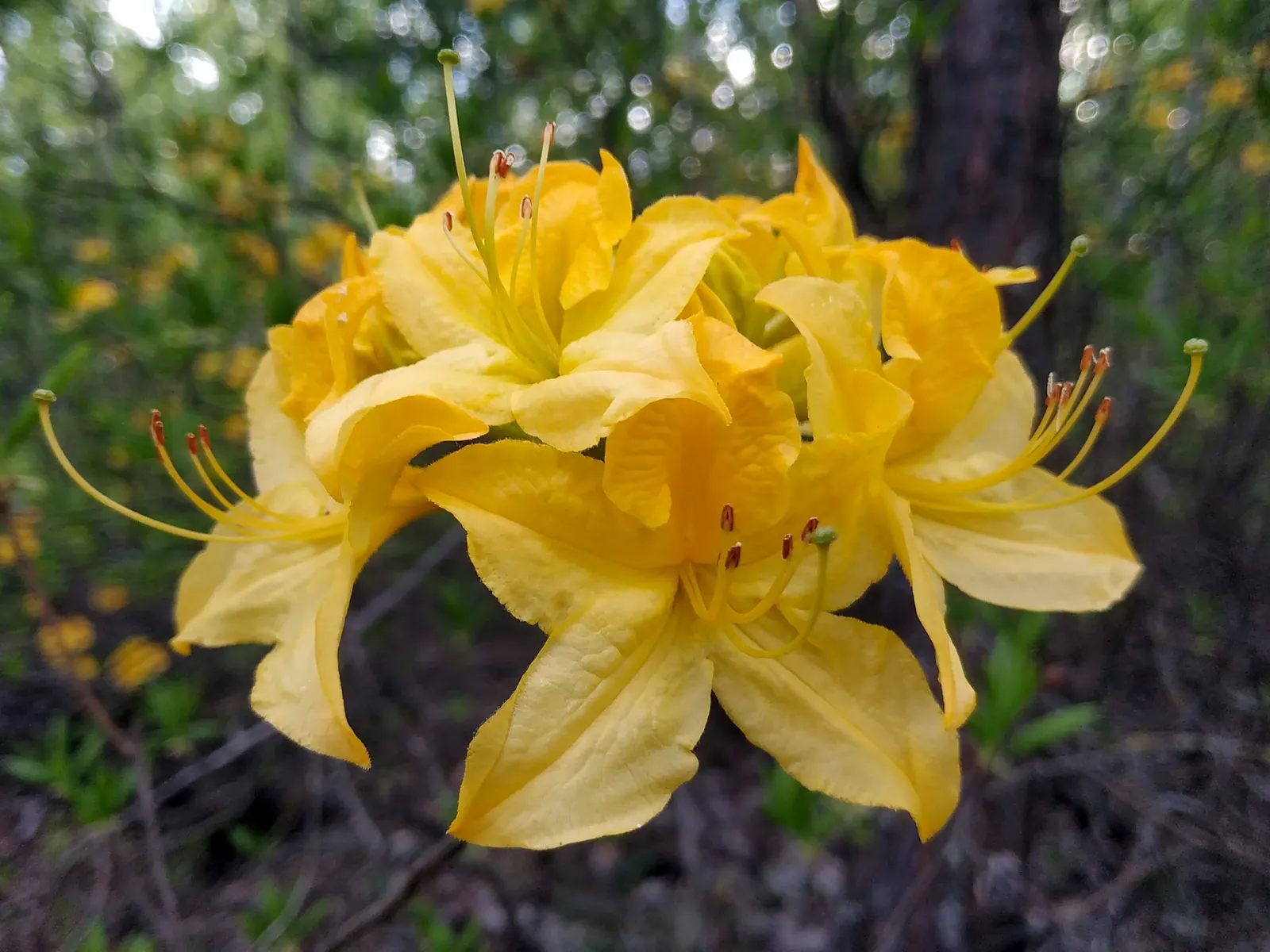 Red Azalea (Rhododendron) — The Red Azalea (Rhododendron spp.); with some varieties re-blooming throughout the summer and fall, image 61