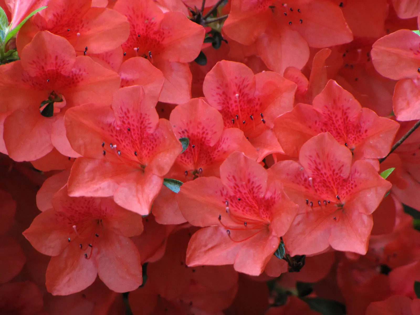 Red Azalea (Rhododendron) — This deciduous or evergreen shrub typically flourishes in USDA hardiness zones 6 through 8; although specific sizes vary among